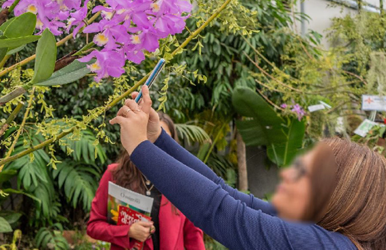 signora fotografa orchidee